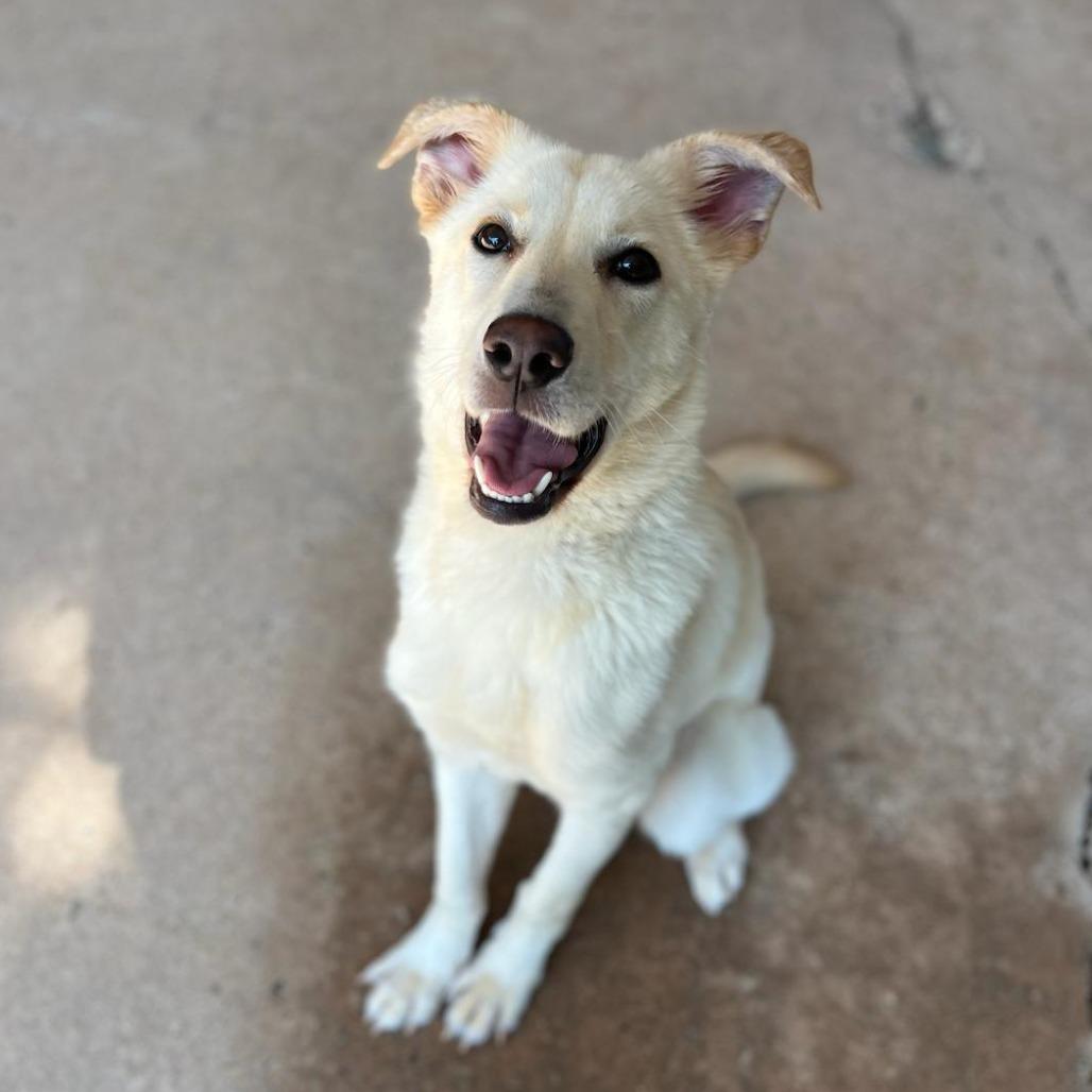 Piccolo 21864 — thumbnail 4