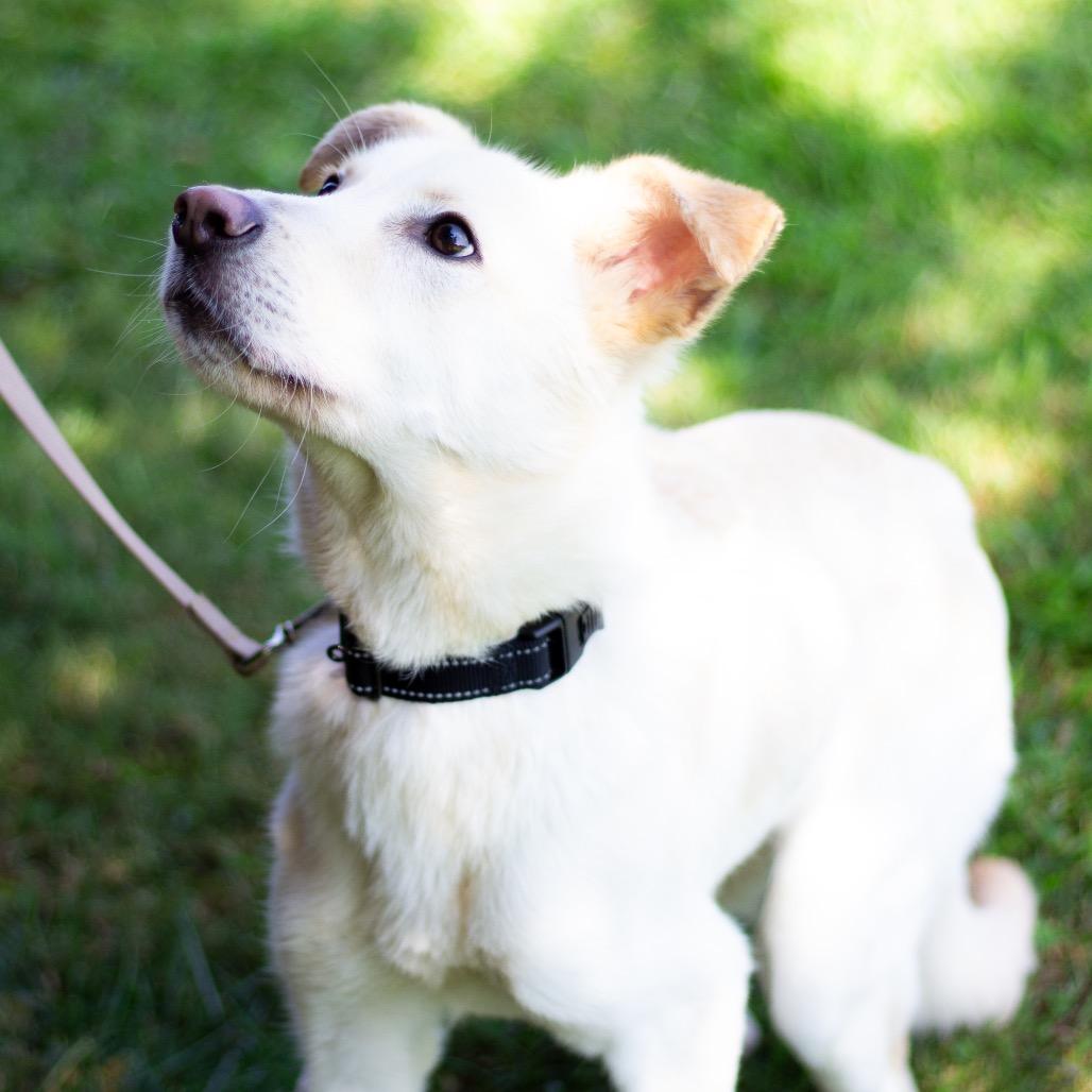 Piccolo 21864 — thumbnail 5