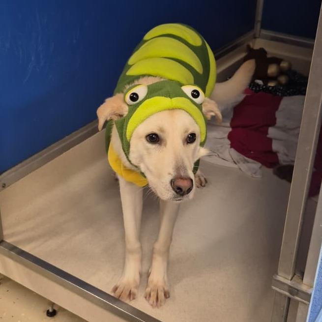 Piccolo 21864 — thumbnail 6