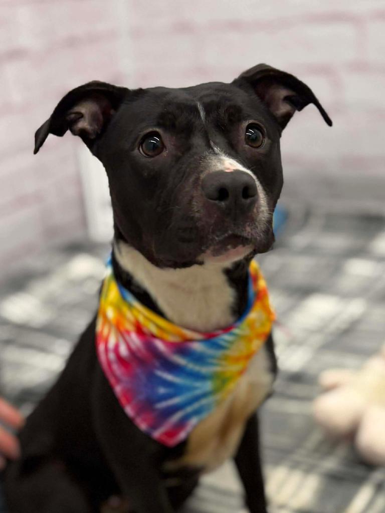 Enlarge Estelle, a Adoptable mixed breed in Detroit, MI image 1/1