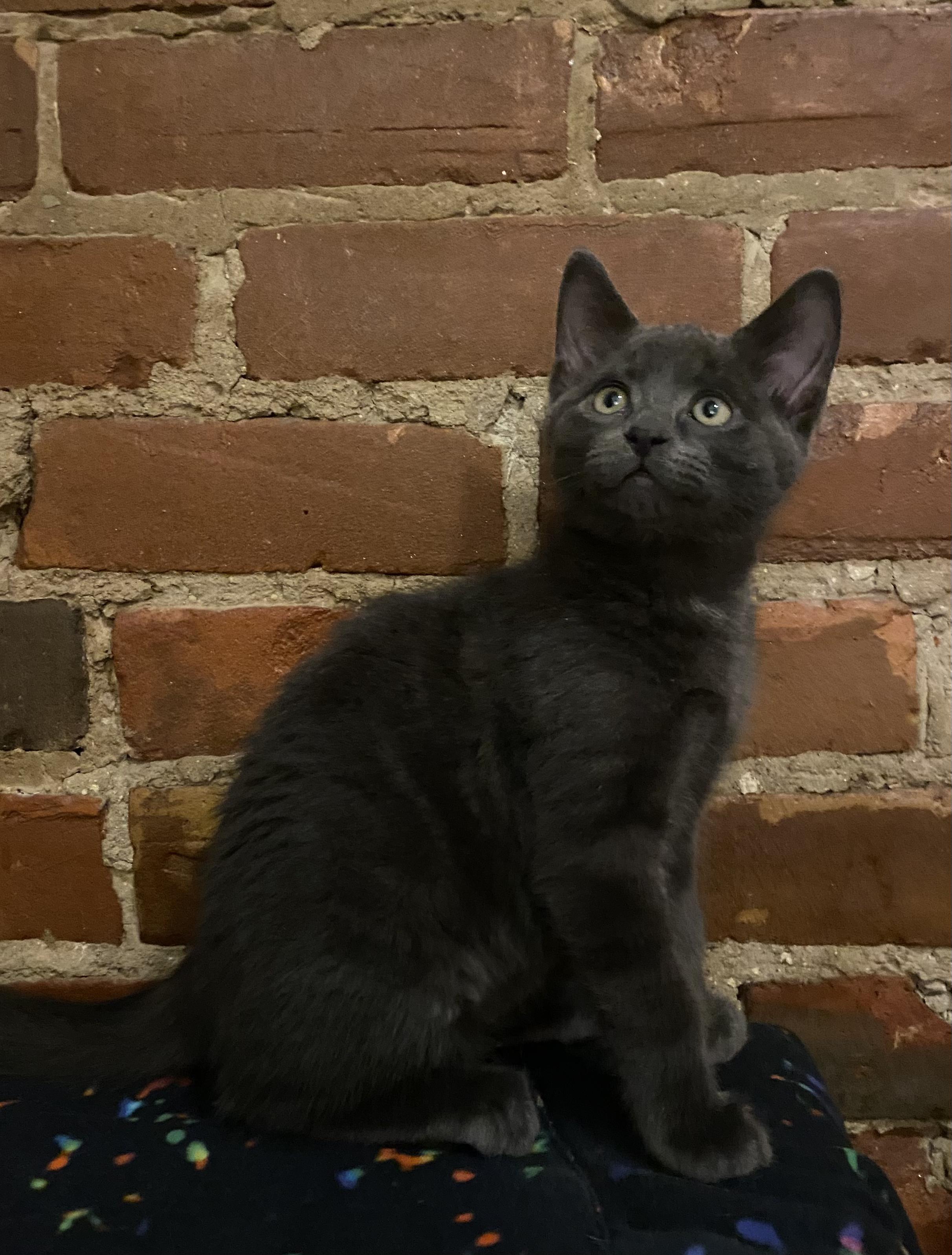 Sardine, Adoptable, Kitten Male Domestic Short Hair.