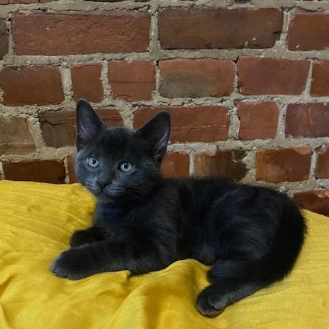 Enlarge Sardine, a Adoptable Domestic Short Hair in Montreal, QC image 3/6