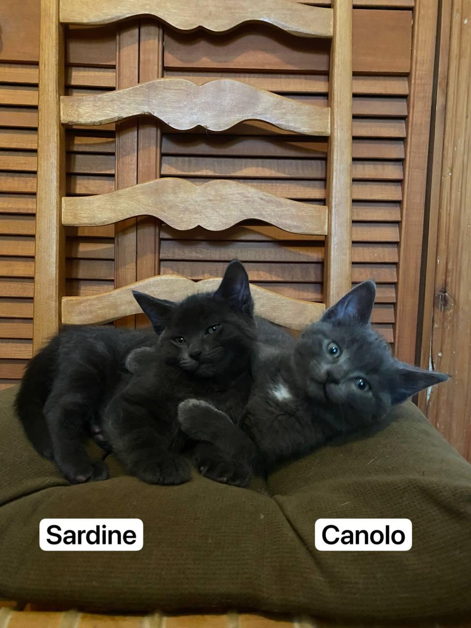 Enlarge Sardine, a Adoptable Domestic Short Hair in Montreal, QC image 4/6