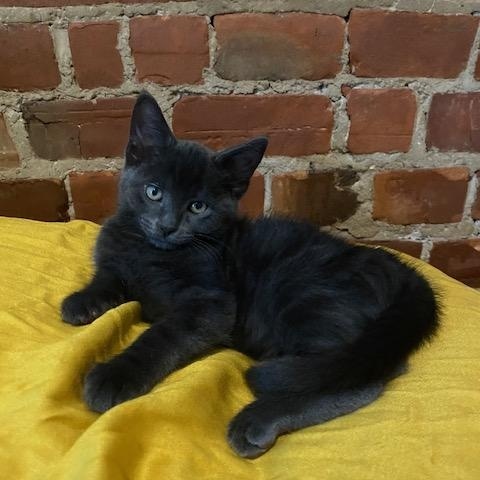 Enlarge Sardine, a Adoptable Domestic Short Hair in Montreal, QC image 2/6