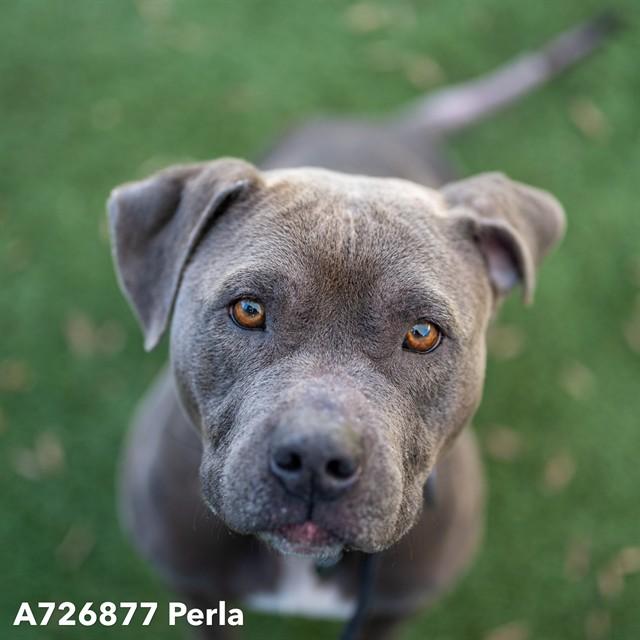 Enlarge PERLA, a Adoptable Pit Bull Terrier in Sacramento, CA image 1/1