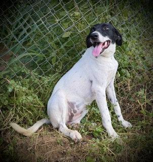 Eastlynn, Adoptable, Young Female Australian Cattle Dog / Blue Heeler & German Shorthaired Pointer.