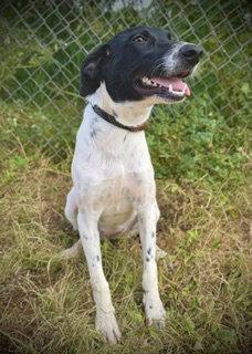 Enlarge Eastlynn, a Adoptable mixed breed in Pleasanton, TX image 2/3