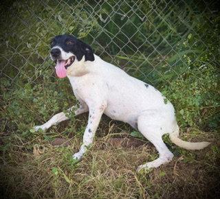 Enlarge Eastlynn, a Adoptable mixed breed in Pleasanton, TX image 3/3