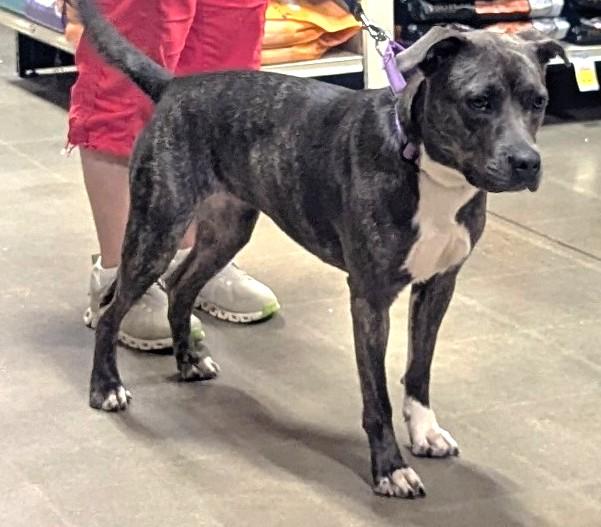 Dixie Beautiful Blue Girl Ask for her Video, ADOPTABLE, Young Female American Bulldog.