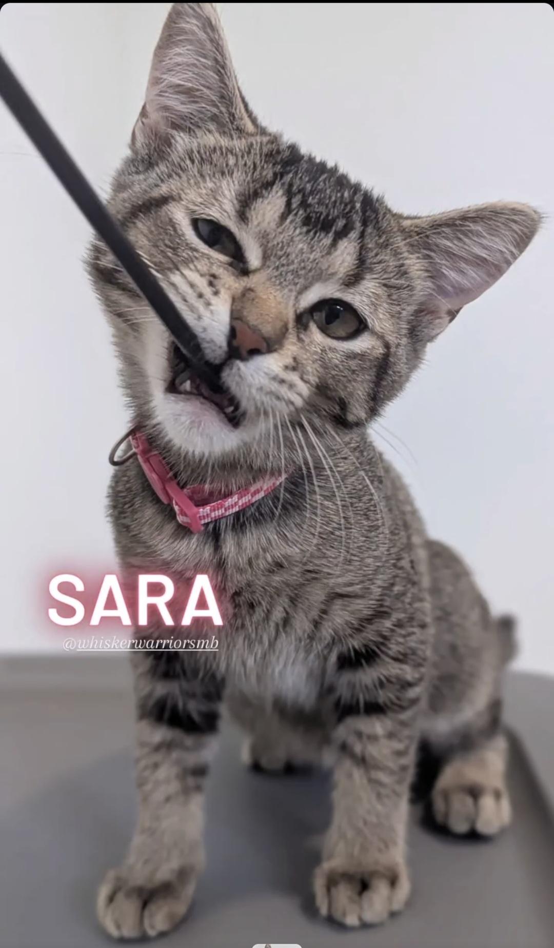 Sara, ADOPTABLE, Kitten Female Domestic Short Hair.