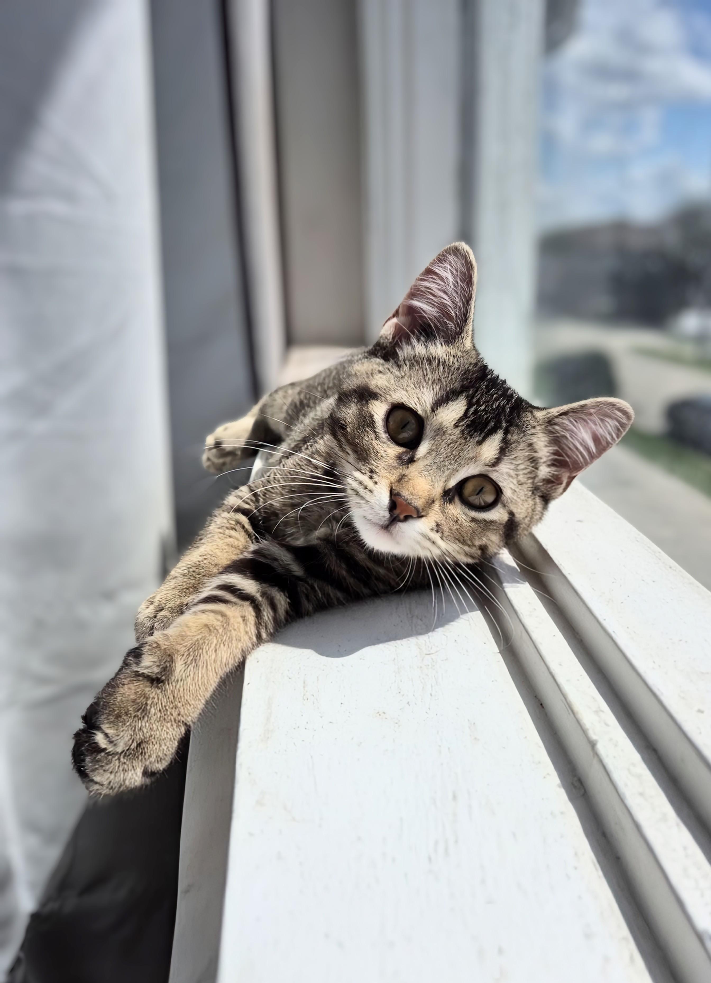 Sara, a ADOPTABLE Domestic Short Hair in Winnipeg, MB image 1/6