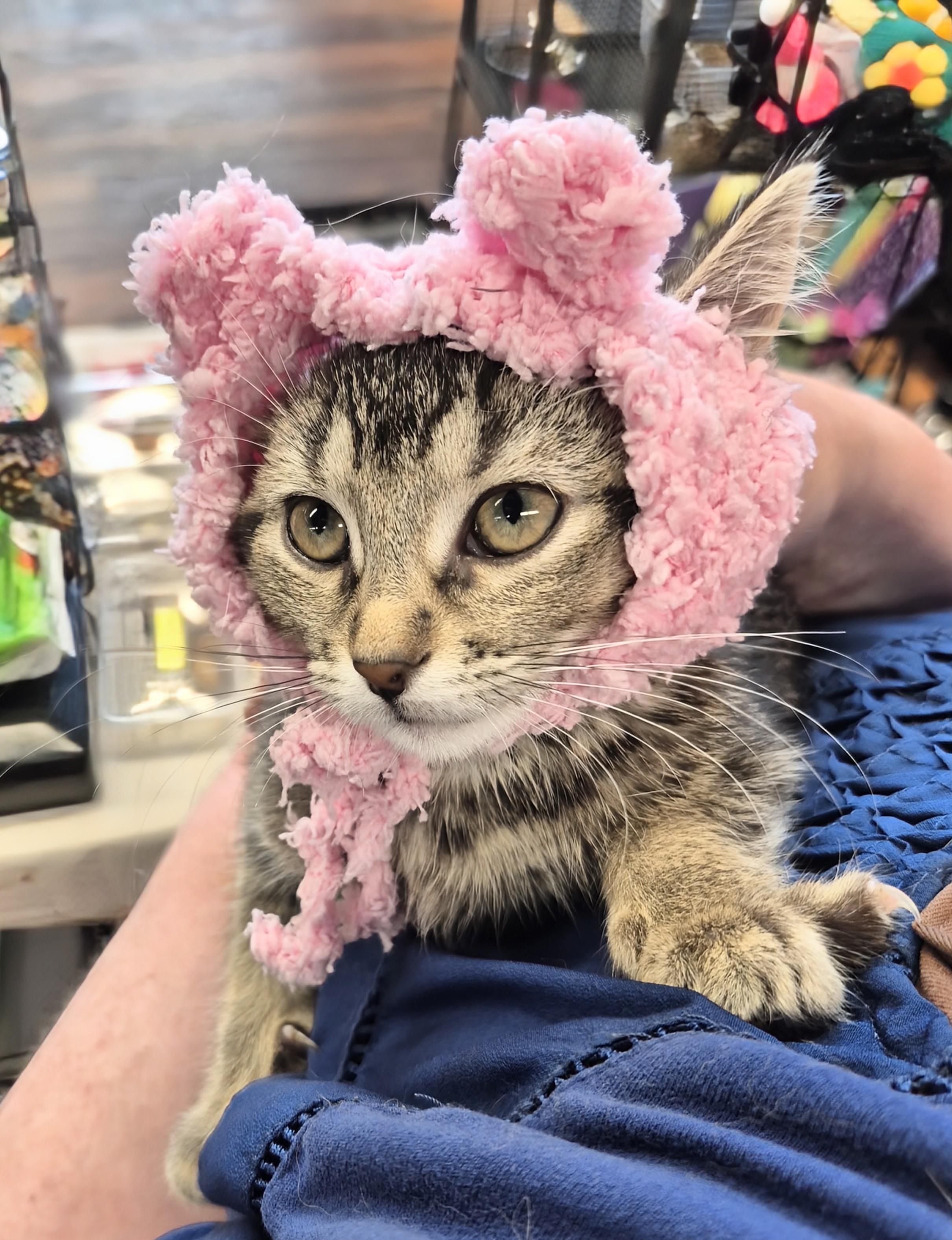 Enlarge Sara with no h, a ADOPTABLE Domestic Short Hair in Winnipeg, MB image 3/6
