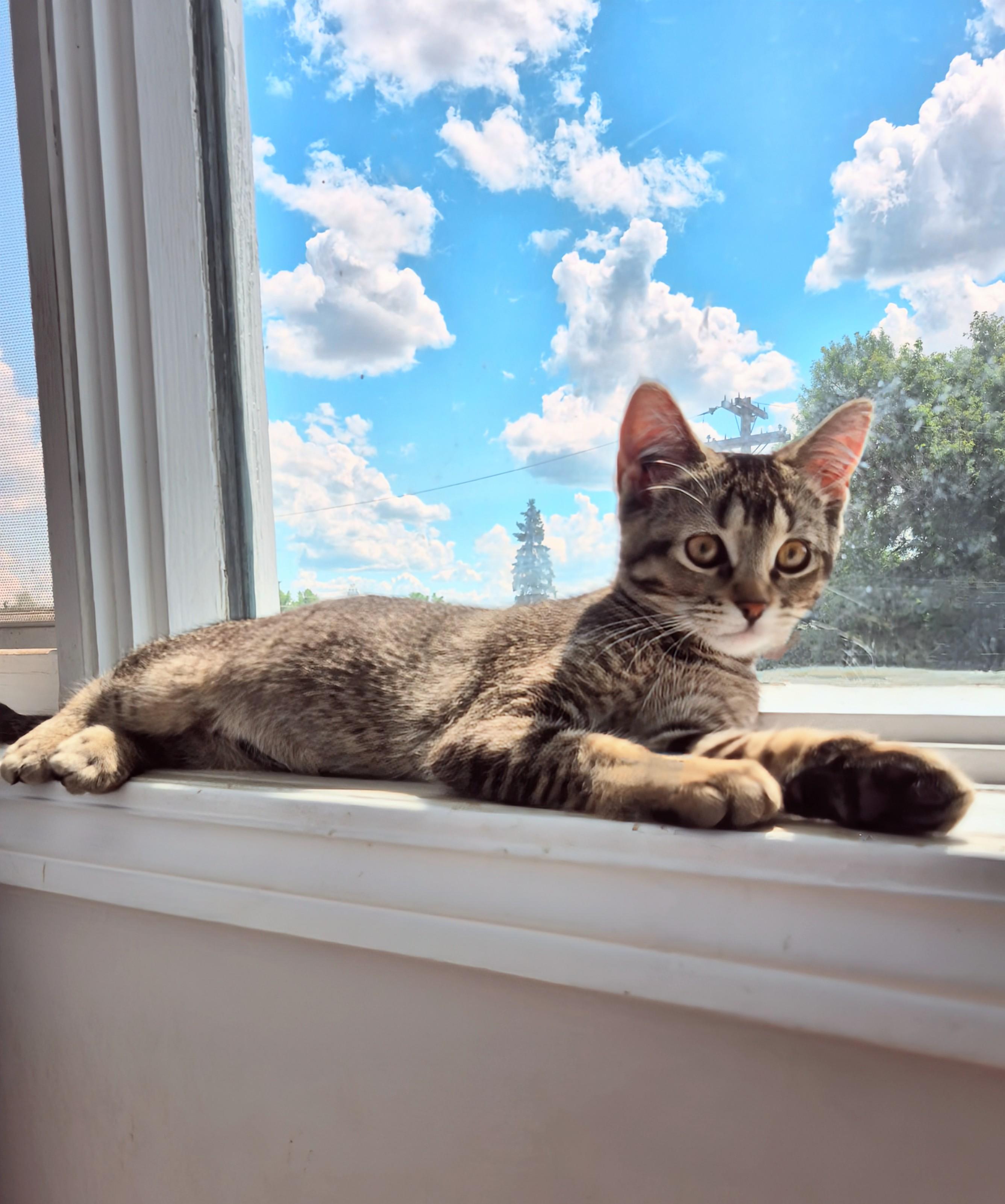 Sara, a ADOPTABLE Domestic Short Hair in Winnipeg, MB image 6/6