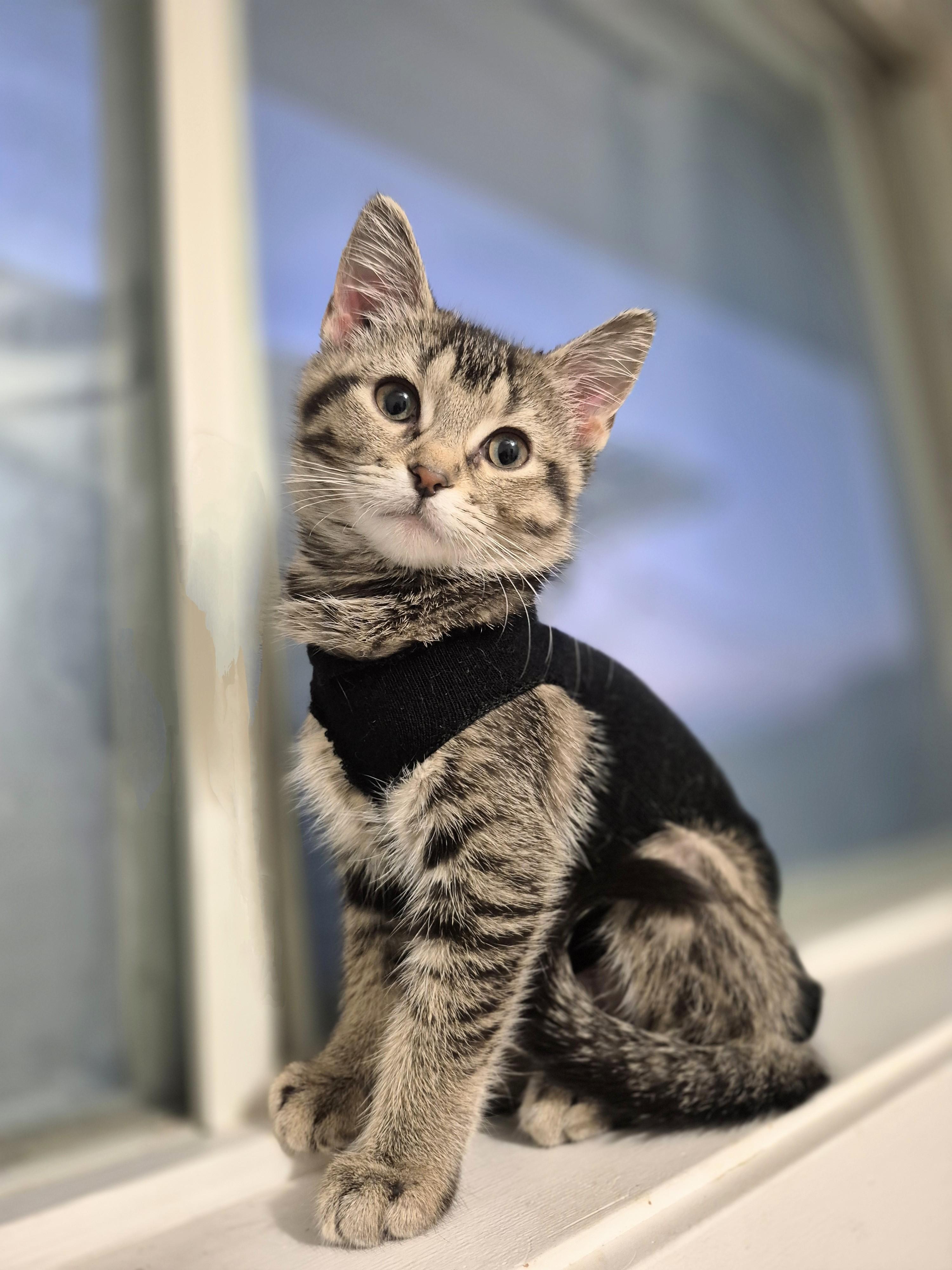Enlarge Sara with no h, a ADOPTABLE Domestic Short Hair in Winnipeg, MB image 2/6