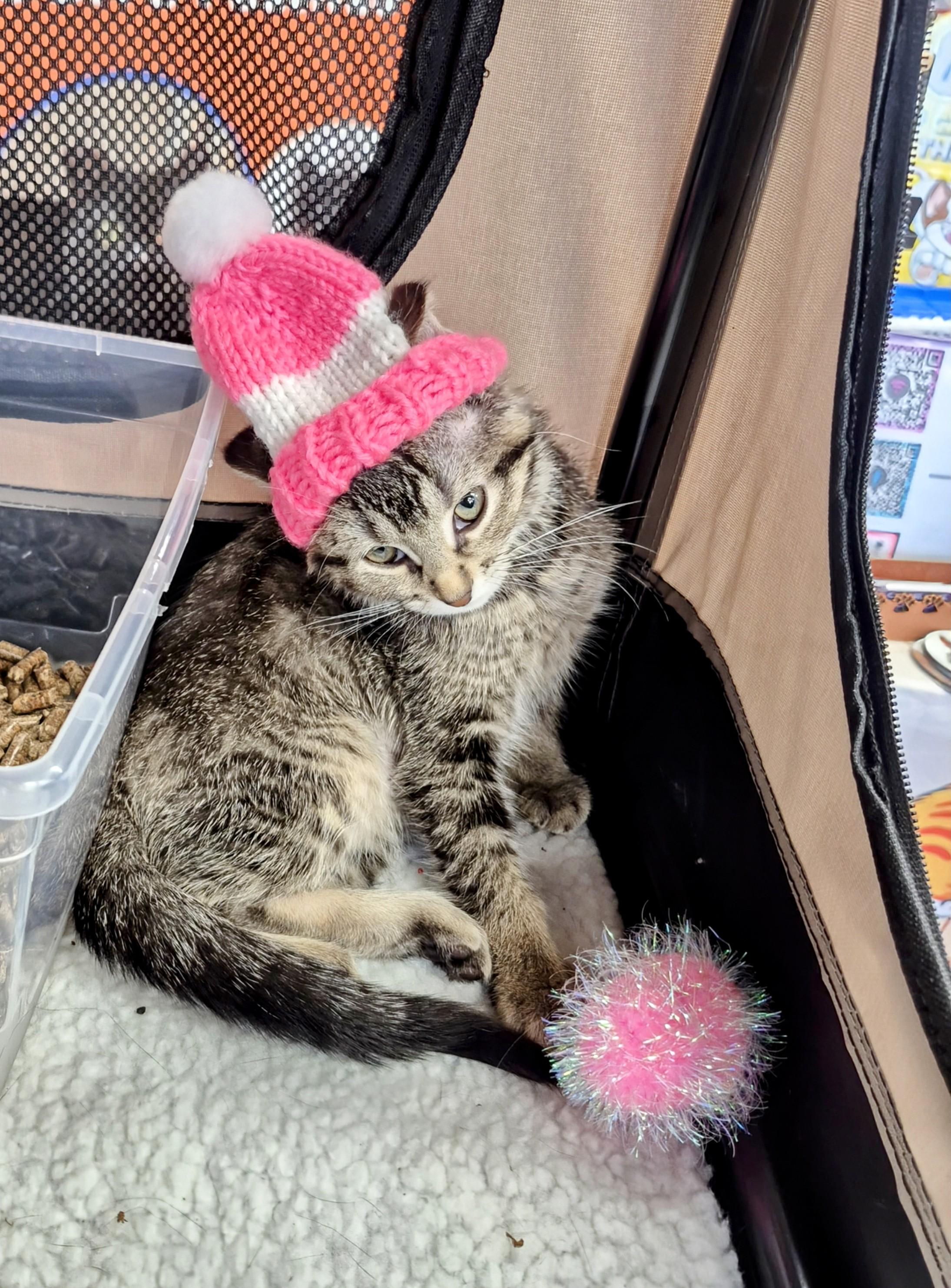 Enlarge Sara with no h, a ADOPTABLE Domestic Short Hair in Winnipeg, MB image 6/6