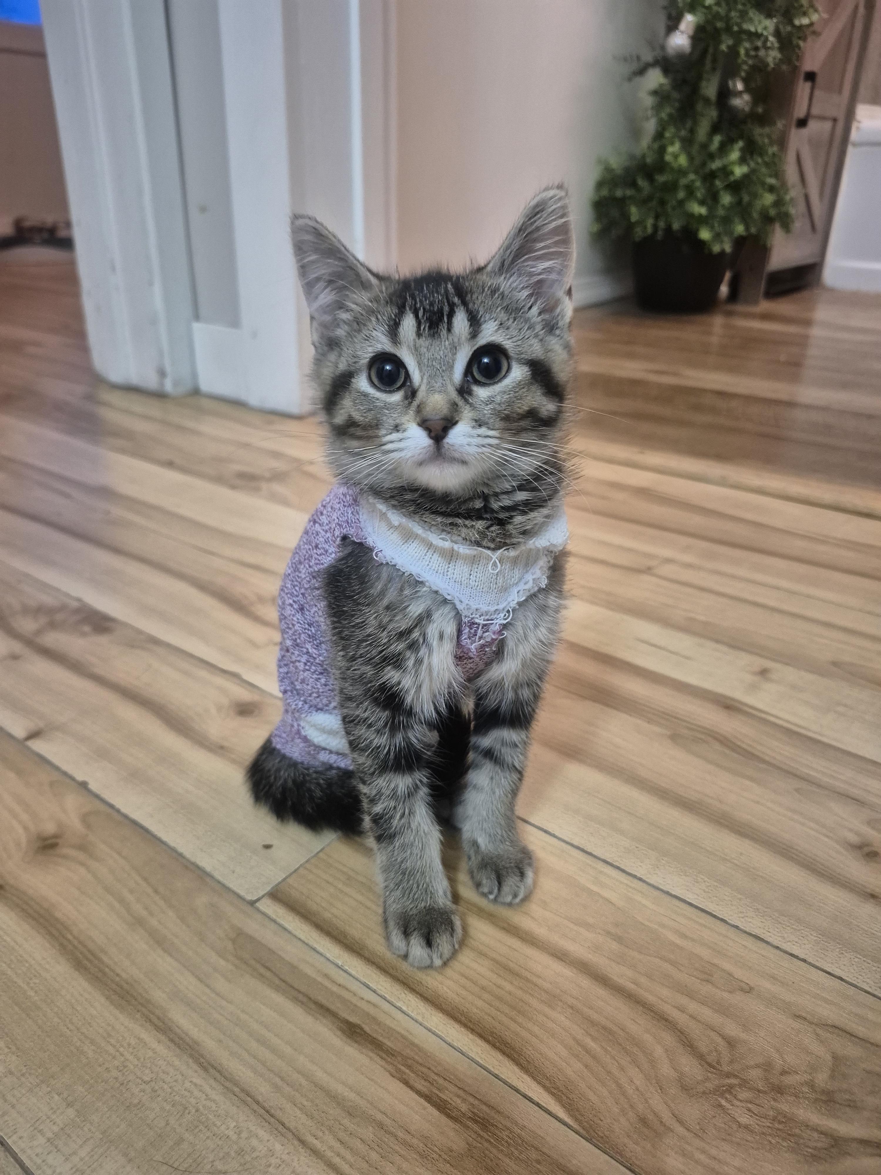Sara with no h, ADOPTABLE, Kitten Female Domestic Short Hair.