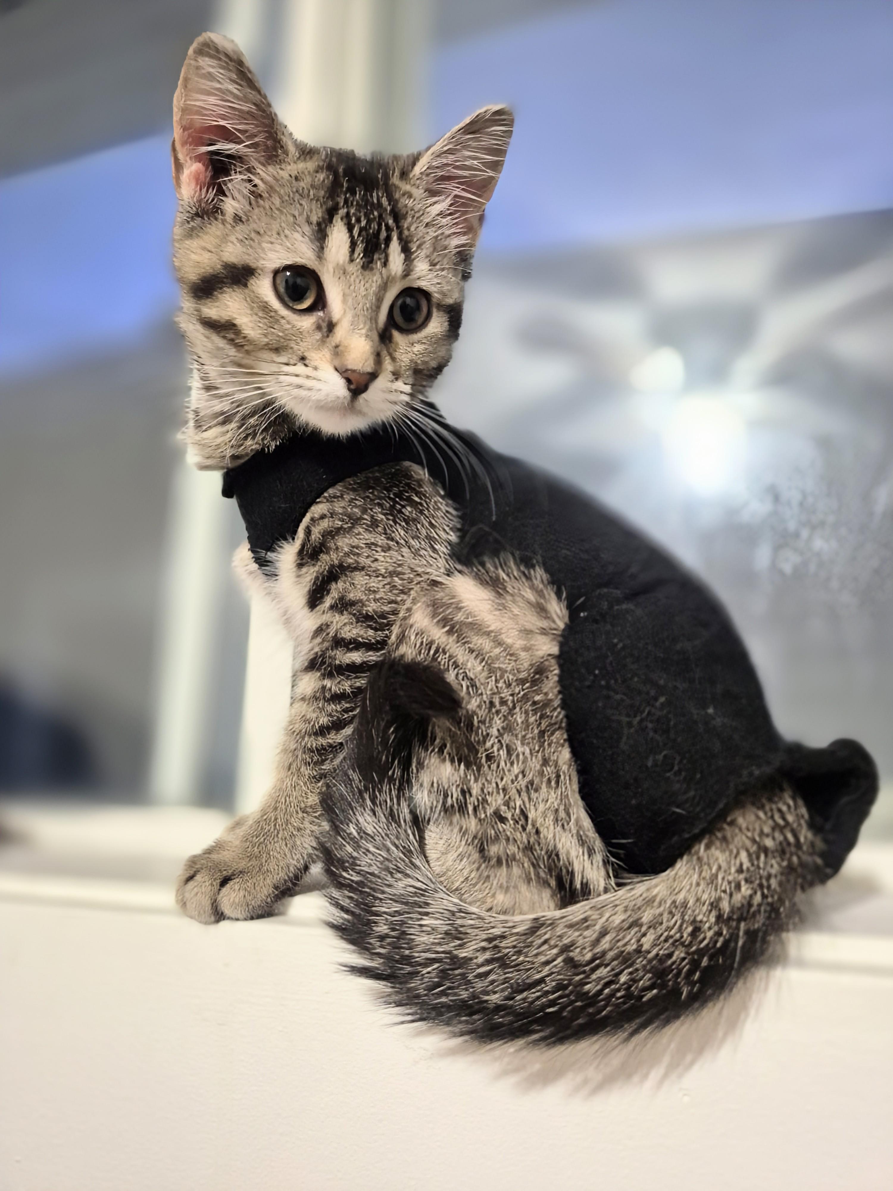 Enlarge Sara with no h, a ADOPTABLE Domestic Short Hair in Winnipeg, MB image 5/6