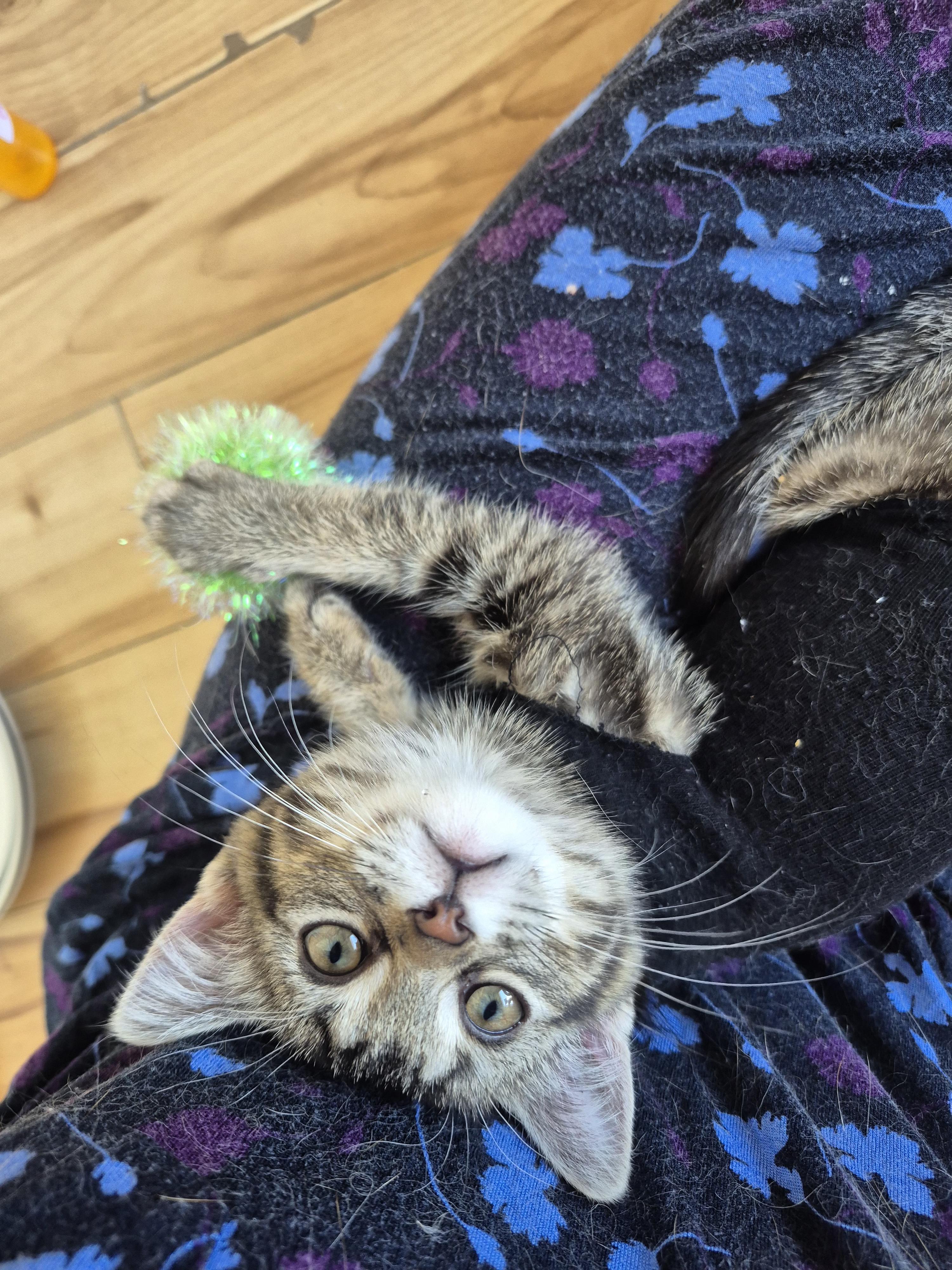 Enlarge Sara with no h, a ADOPTABLE Domestic Short Hair in Winnipeg, MB image 4/6