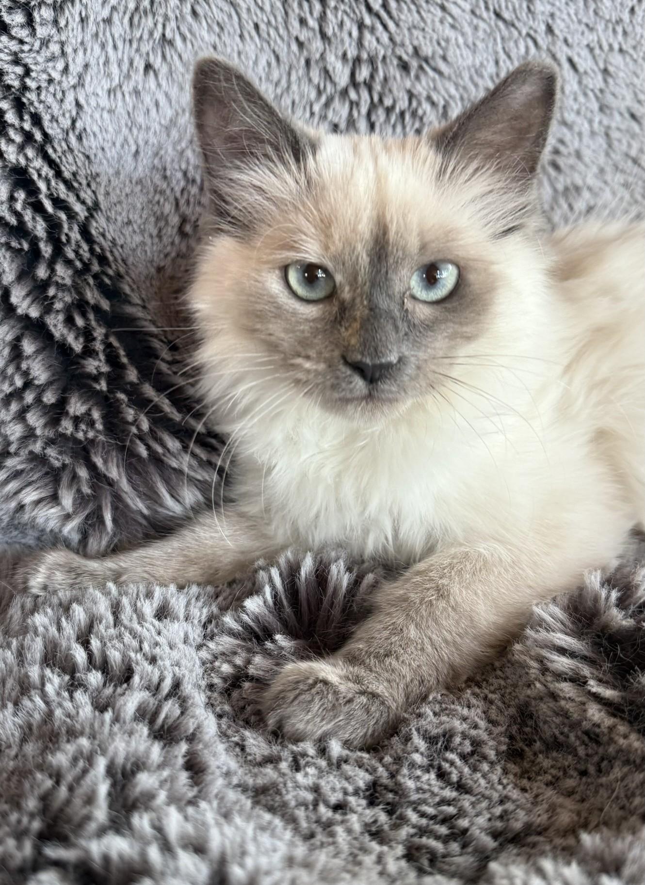 Sophie, an adoptable Siamese in Torrey, UT, 84775 | Photo Image 5