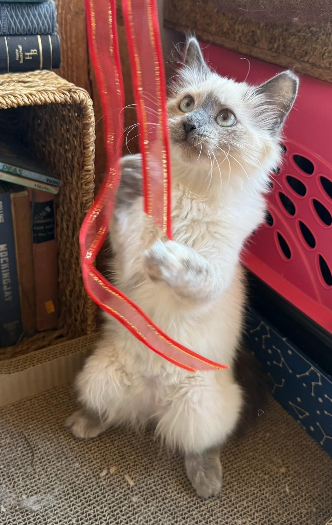 Sophie, an adoptable Siamese in Torrey, UT, 84775 | Photo Image 3