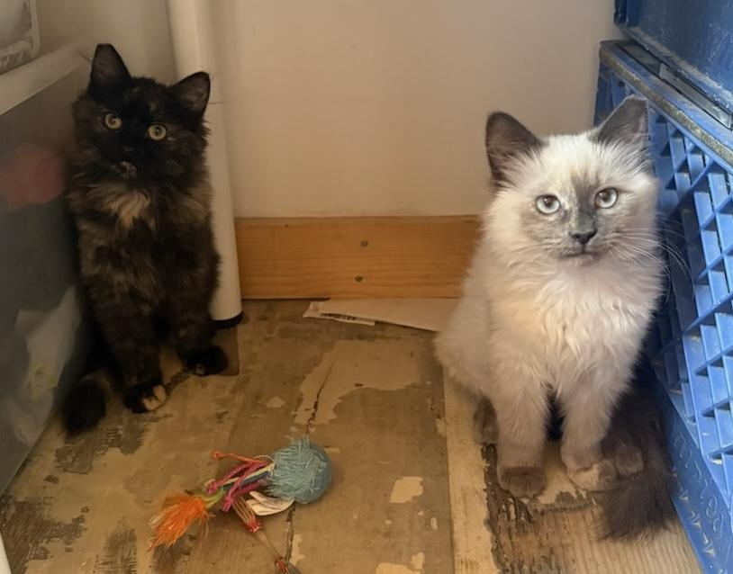 Sophie, an adoptable Siamese in Torrey, UT, 84775 | Photo Image 2