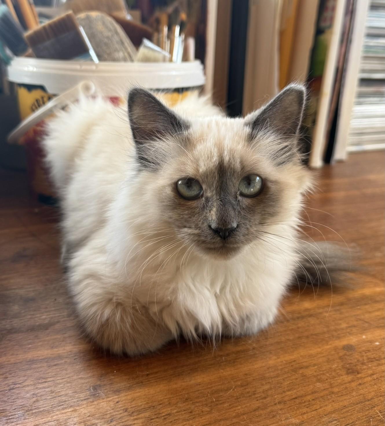Sophie, an adoptable Siamese in Torrey, UT, 84775 | Photo Image 1