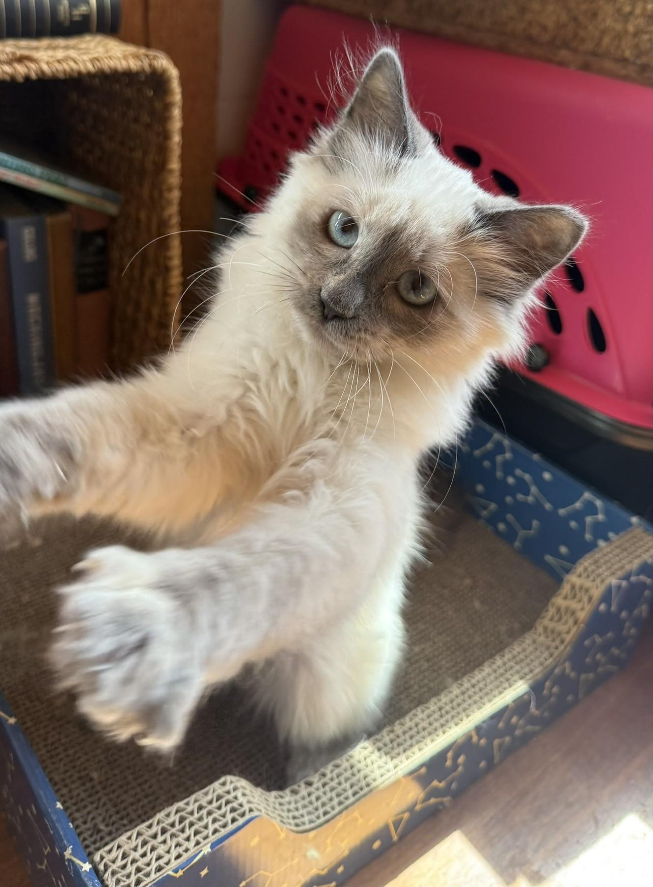 Sophie, an adoptable Siamese in Torrey, UT, 84775 | Photo Image 4