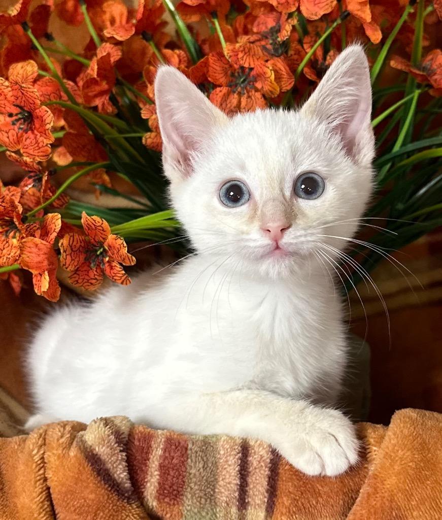Enlarge 6/25/26 Mr Kit, a Adopted mixed breed in Stillwater, OK image 1/1