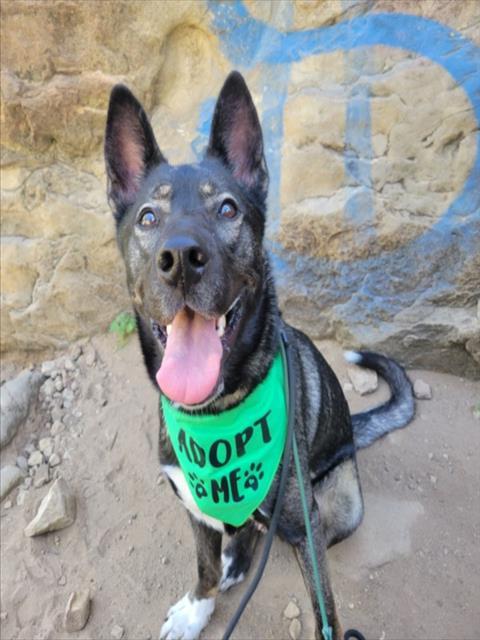 Enlarge CHASE, a Adoptable mixed breed in Chatsworth, CA image 1/1