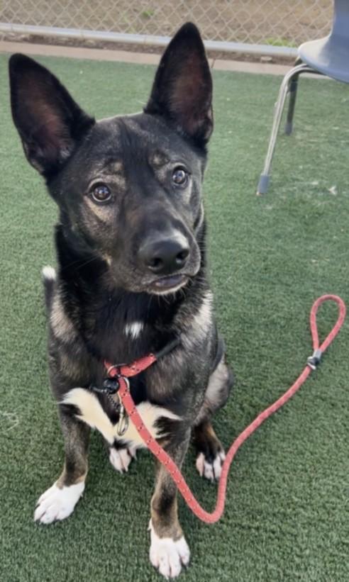CHASE, Adoptable, Young Male German Shepherd Dog & Mixed Breed.