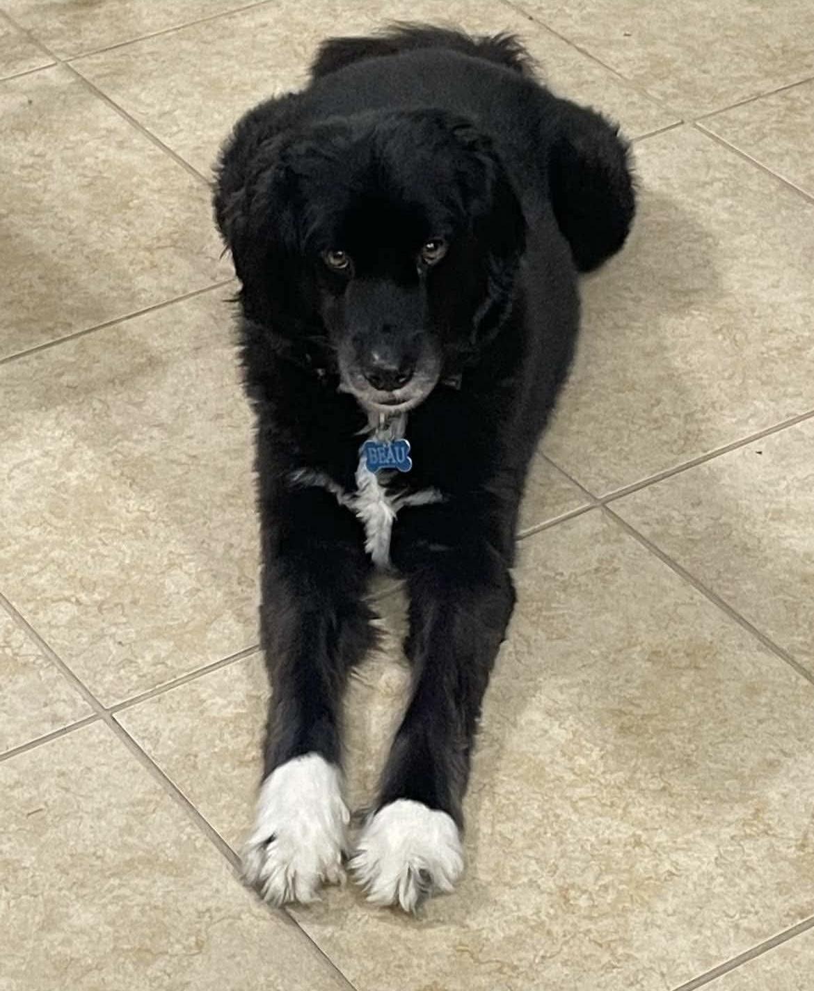 Beau, a Adopted mixed breed in Rocky Hill, CT image 2/5