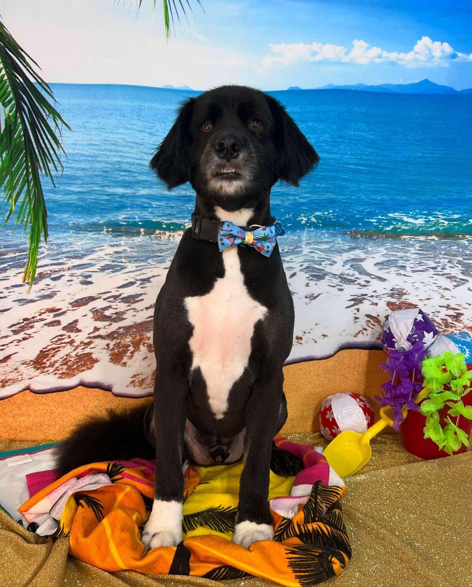 Beau, a Adopted mixed breed in Rocky Hill, CT image 5/5