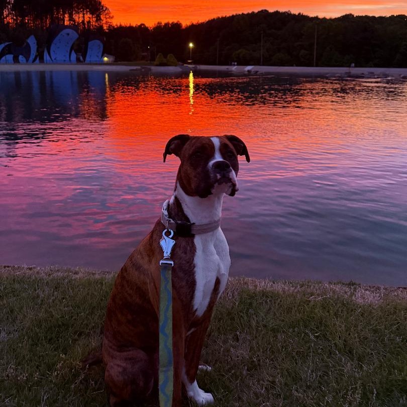 Nala, an adopted Boxer in Gastonia, NC image 2/6