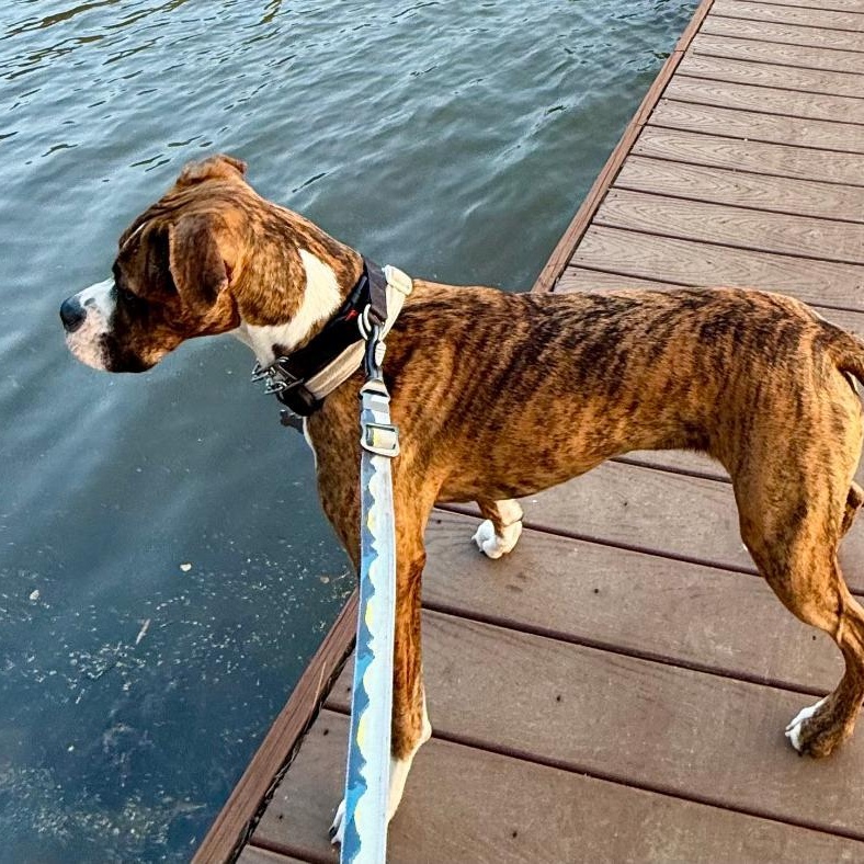 Nala, an adopted Boxer in Gastonia, NC image 4/6