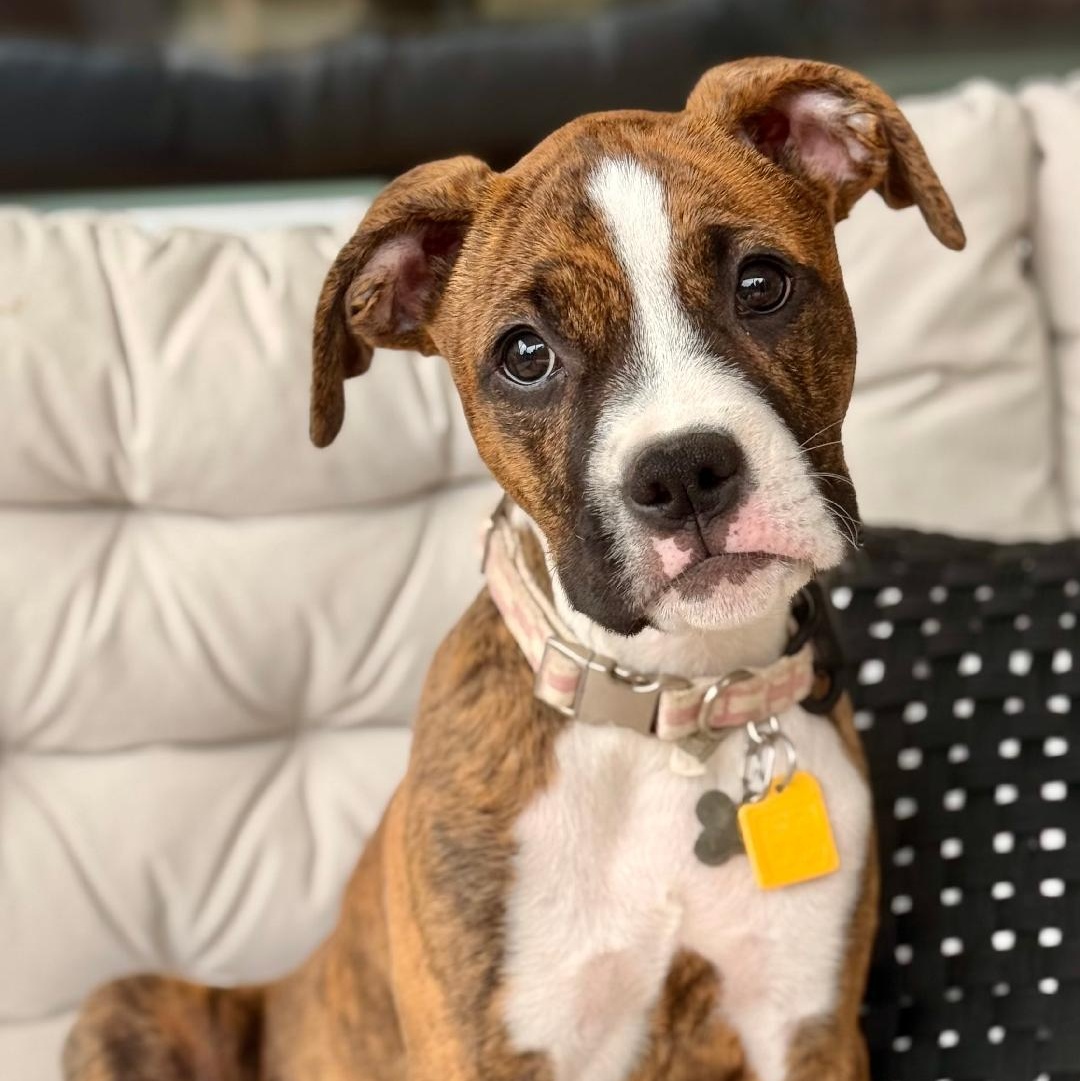 Nala, adopted, Young Female Boxer.