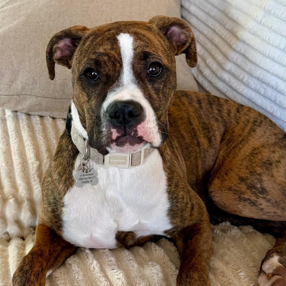 Nala, an adopted Boxer in Gastonia, NC image 6/6
