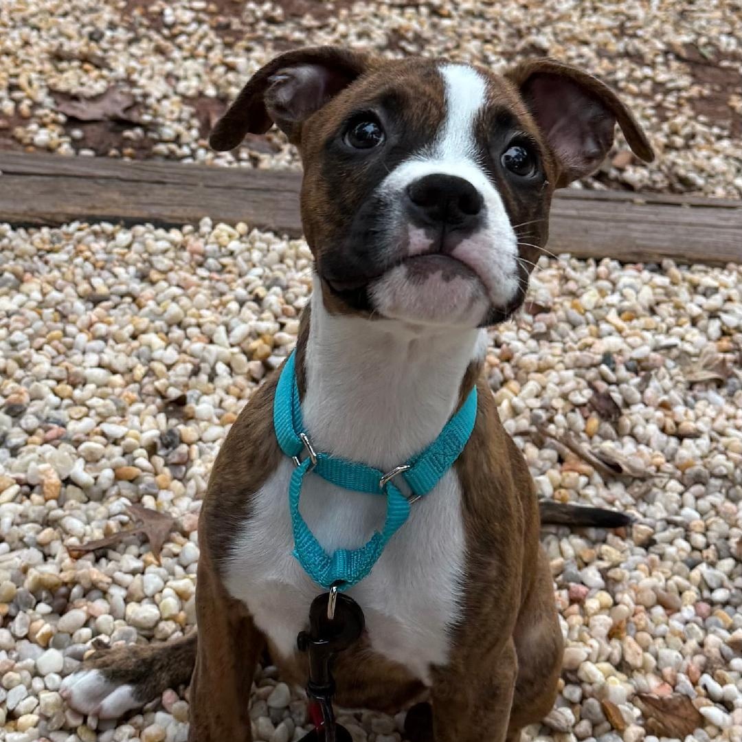Nala, an adopted Boxer in Gastonia, NC image 5/6