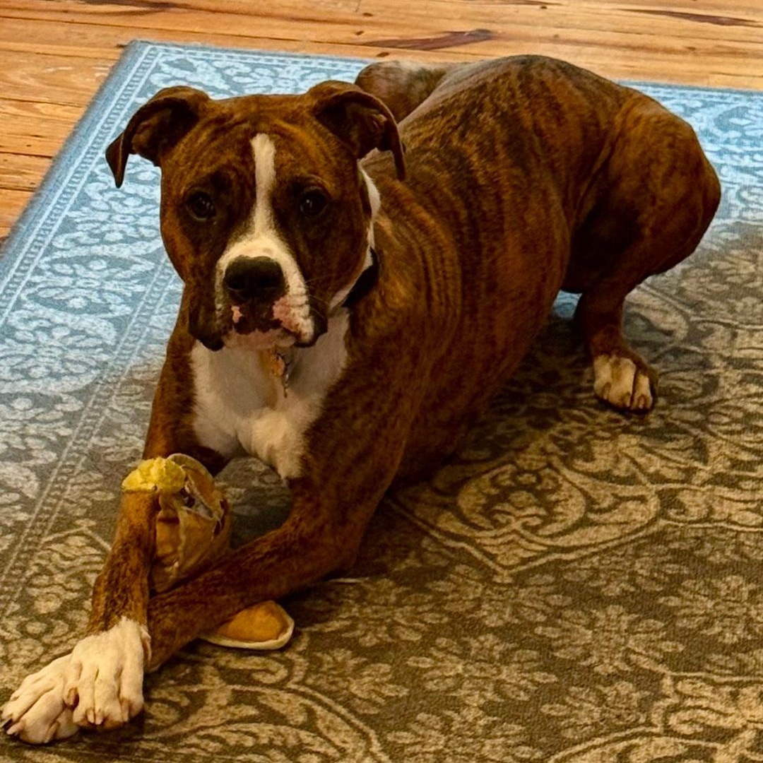 Nala, an adopted Boxer in Gastonia, NC image 3/6