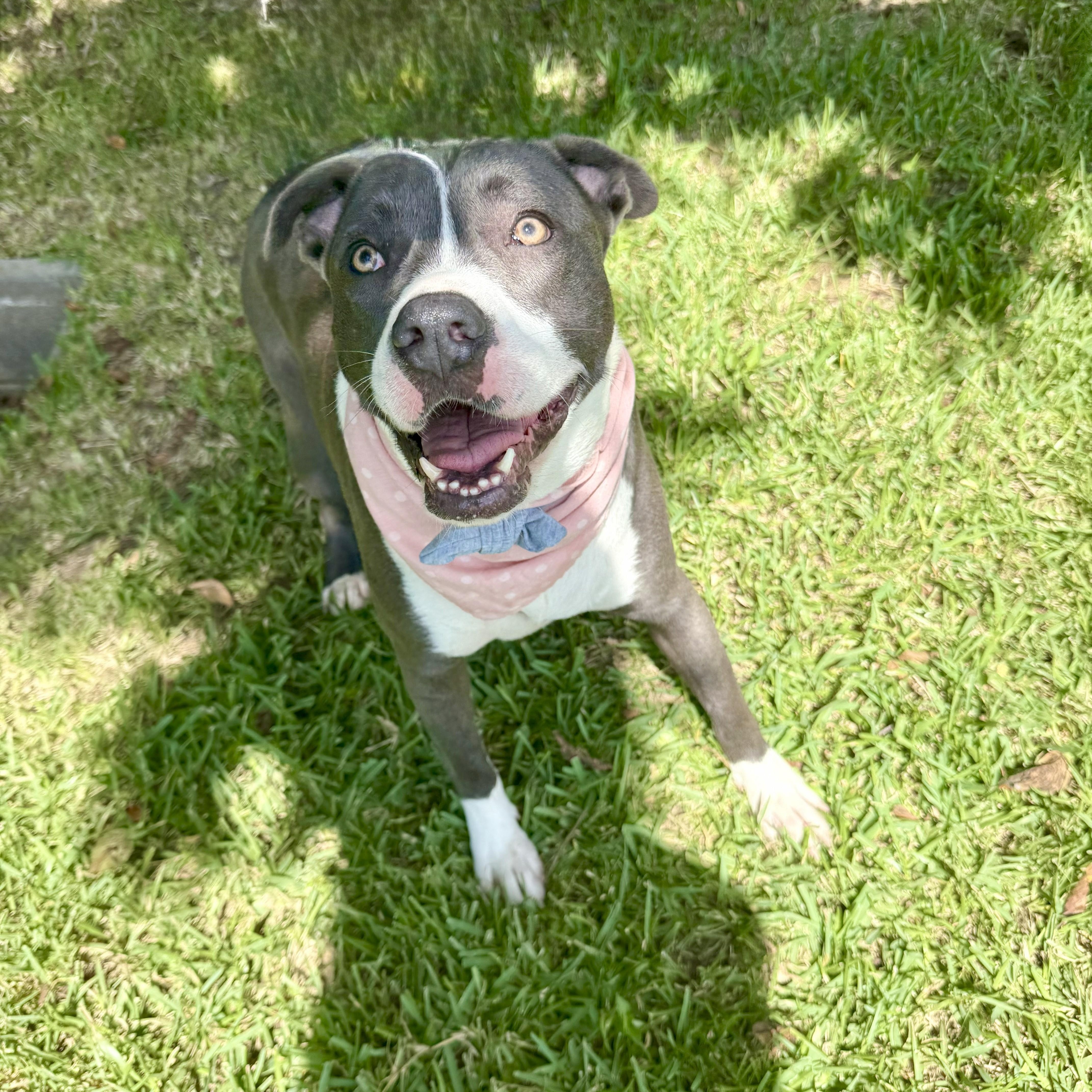 Katana — thumbnail 4