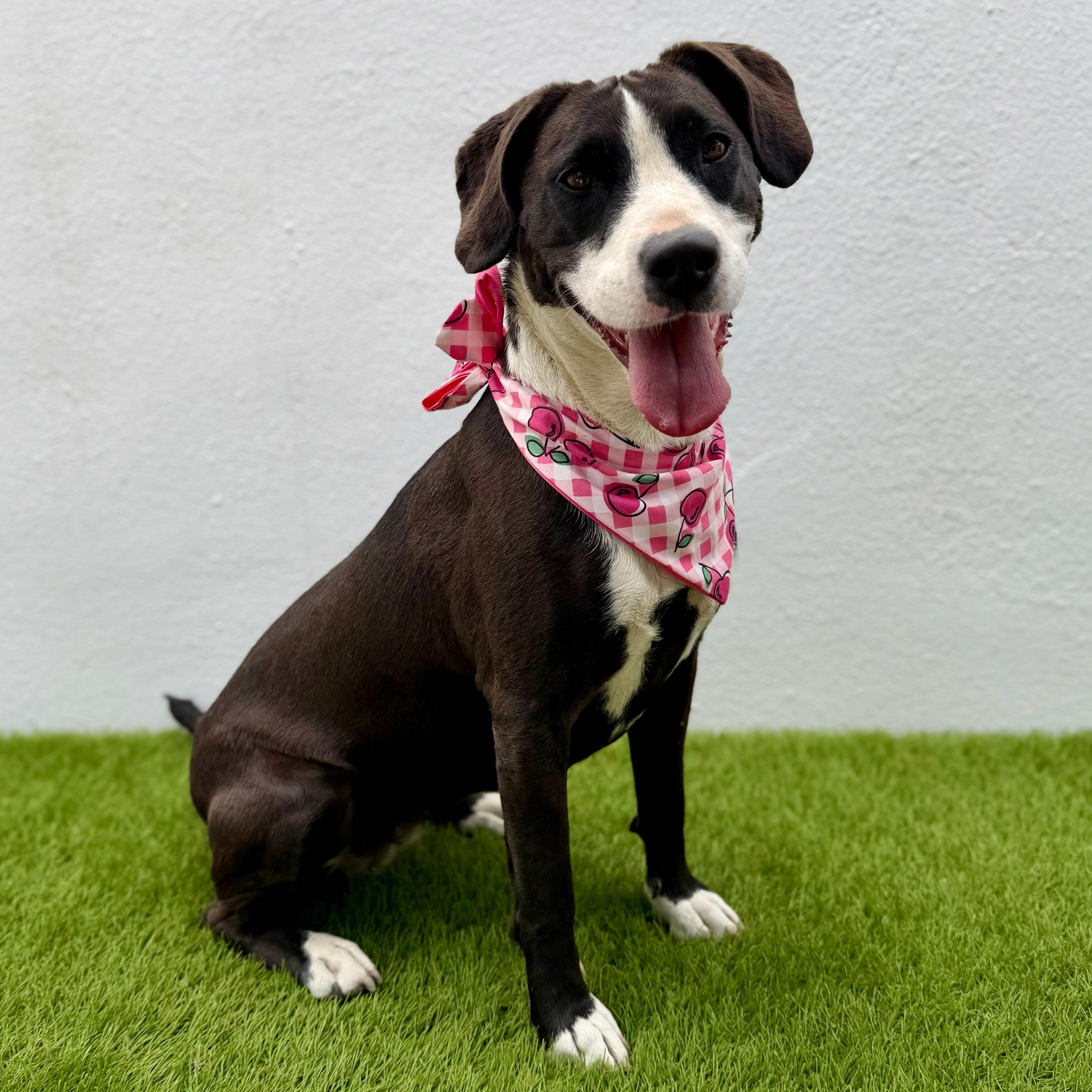 HAVANA, a Adoptable mixed breed in La Jolla, CA image 2/6