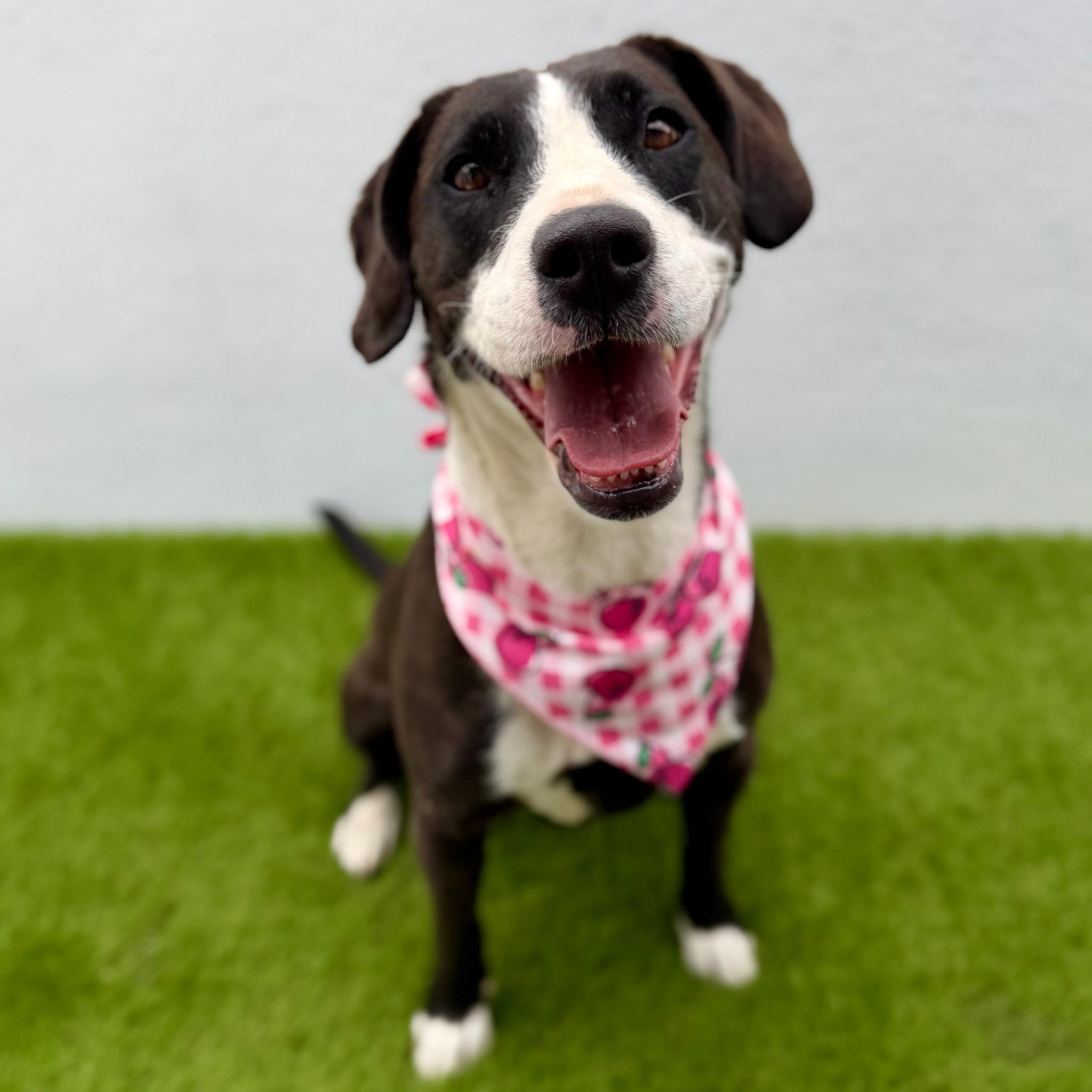 HAVANA, a Adoptable mixed breed in La Jolla, CA image 6/6