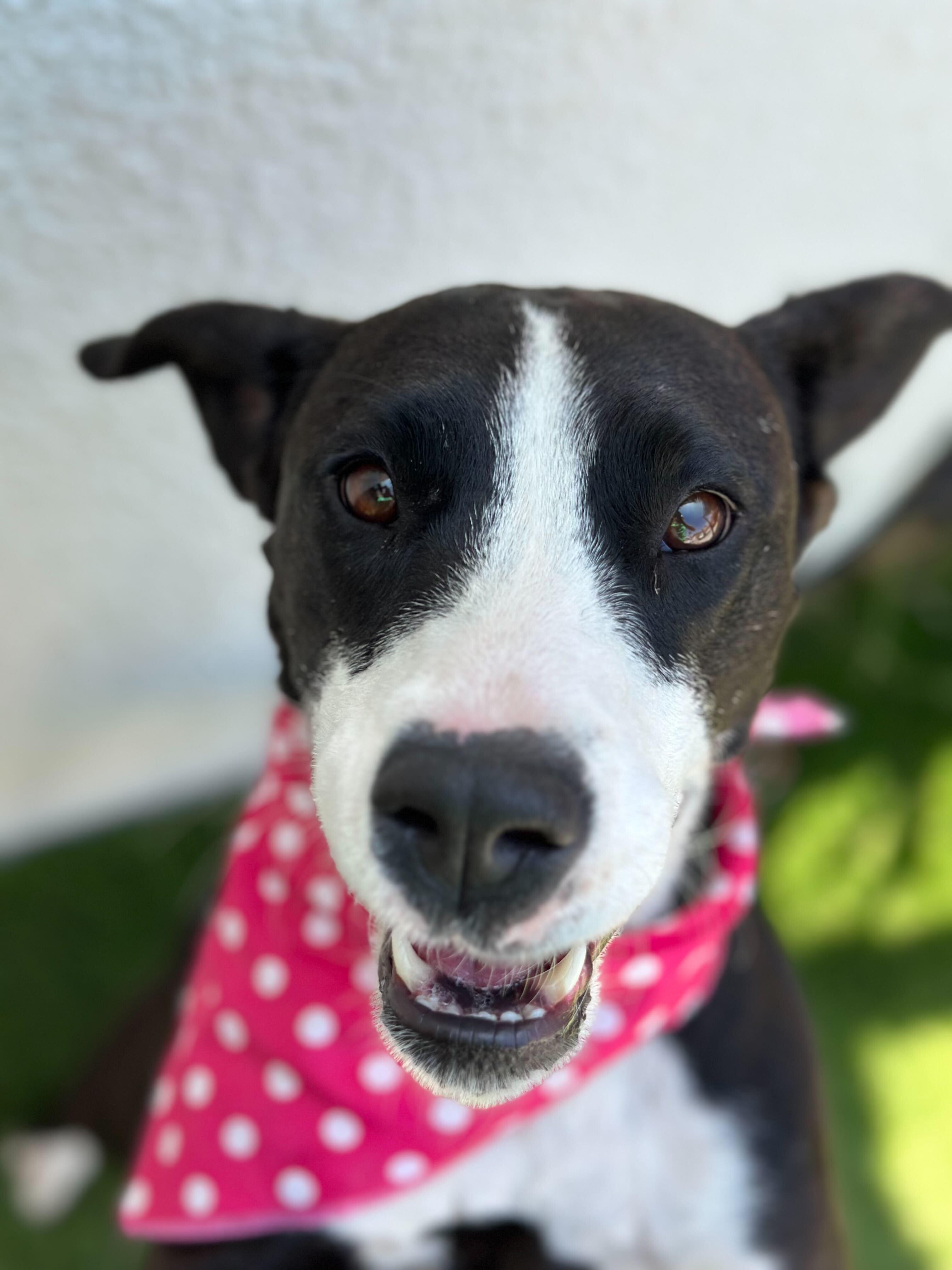 Enlarge HAVANA, a Adoptable mixed breed in San Diego, CA image 4/5