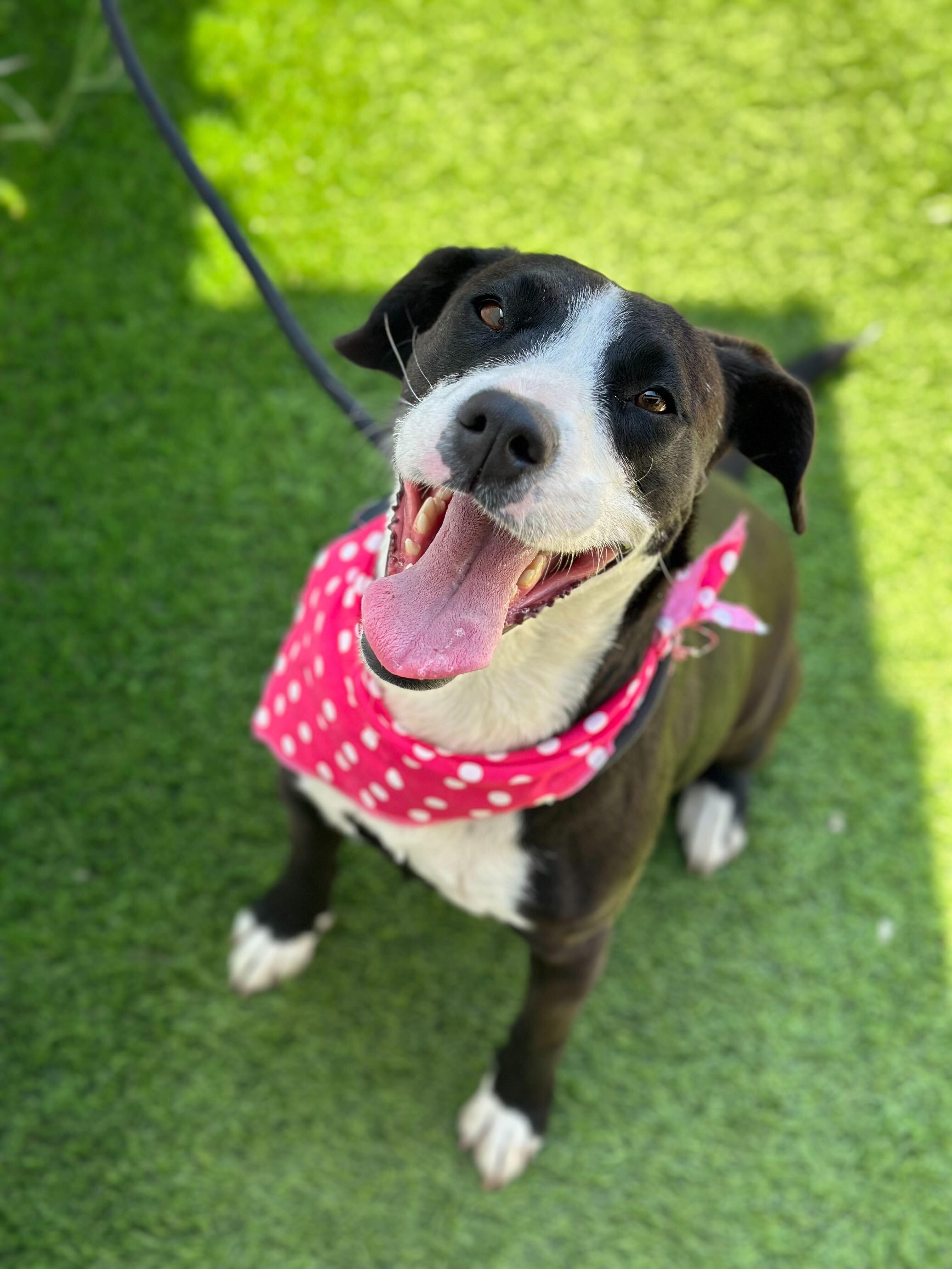 HAVANA, Adoptable, Young Female Labrador Retriever & Pit Bull Terrier.