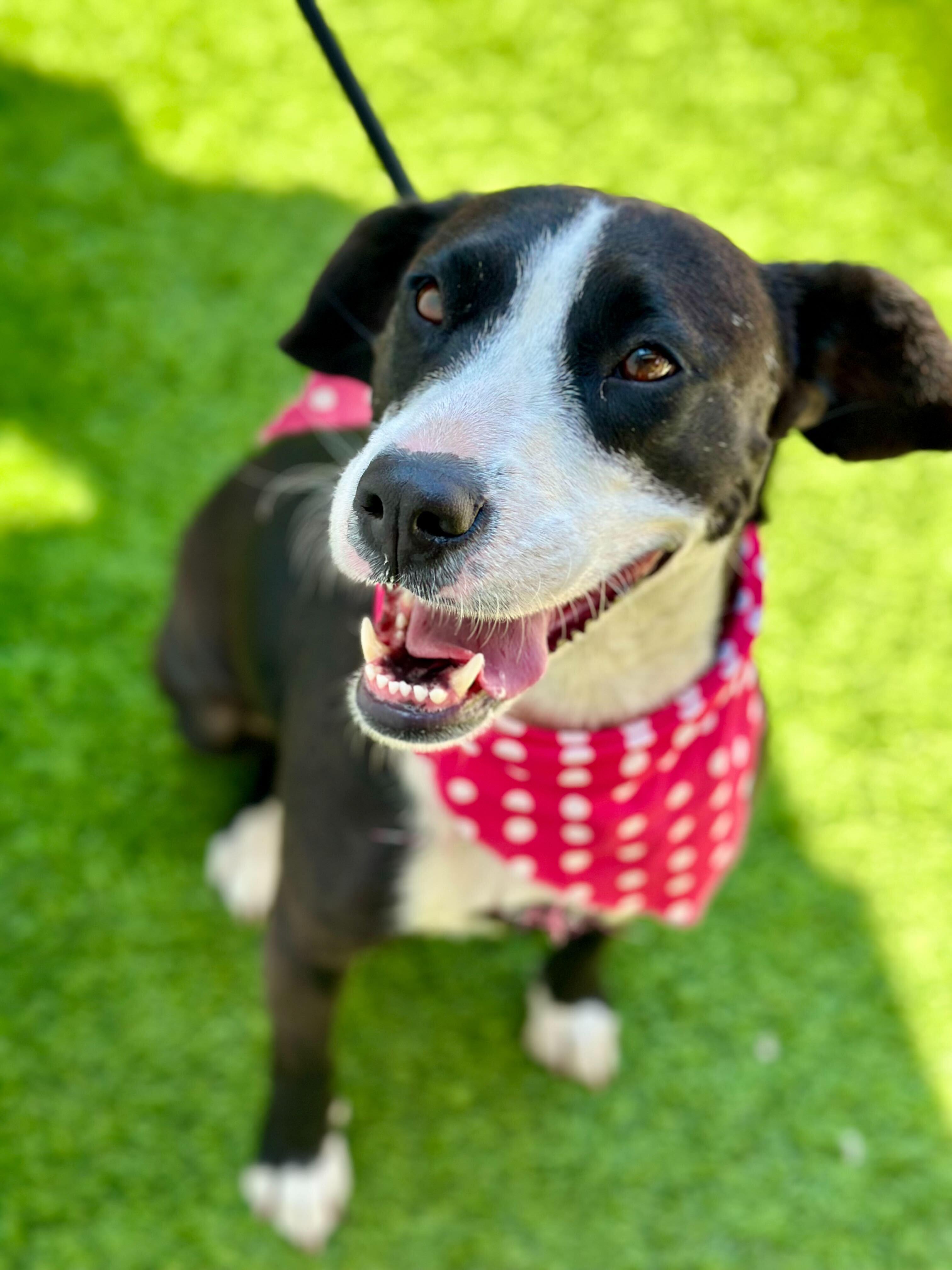 Enlarge HAVANA, a Adoptable mixed breed in San Diego, CA image 5/5