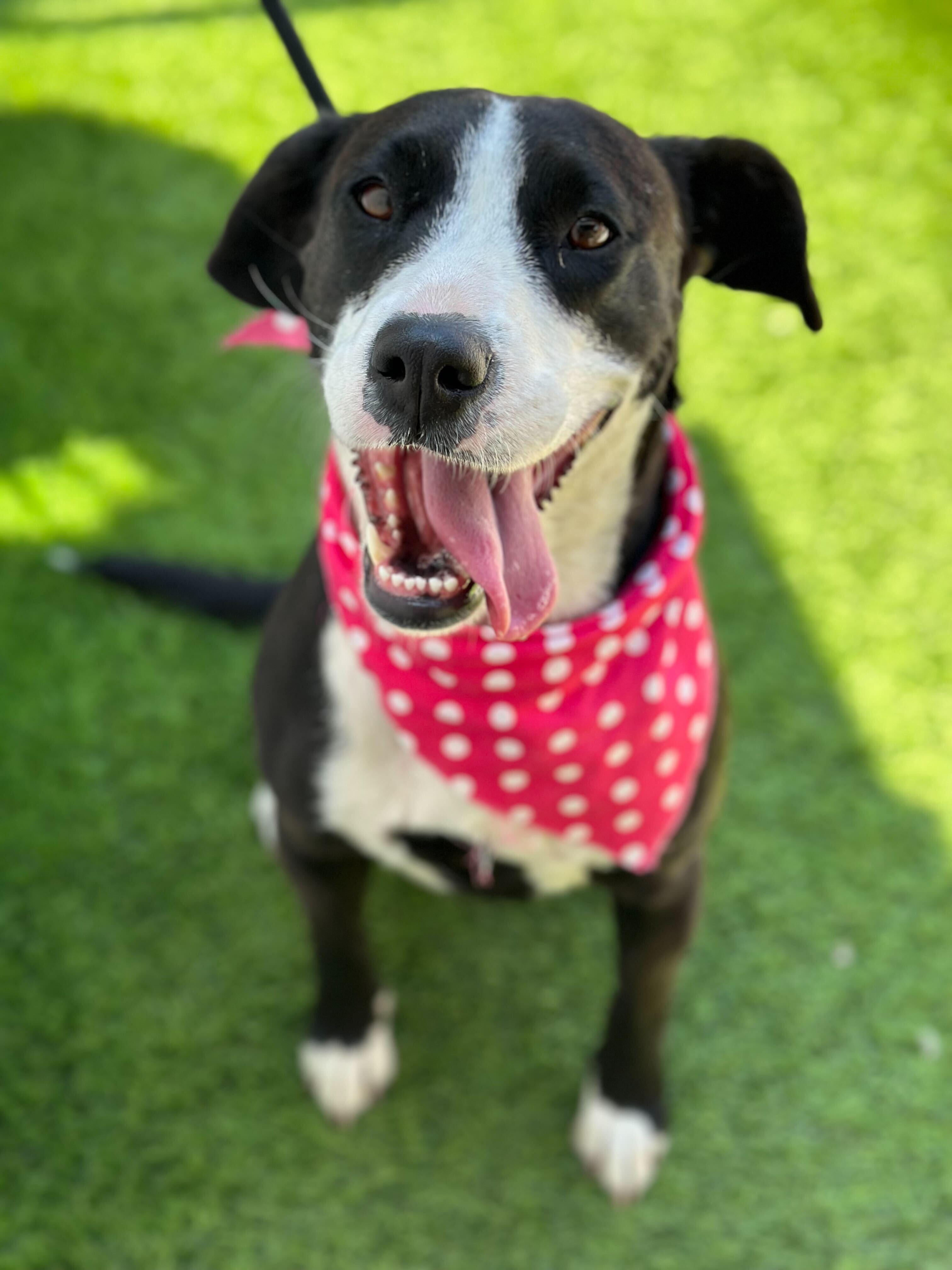 Enlarge HAVANA, a Adoptable mixed breed in San Diego, CA image 2/5