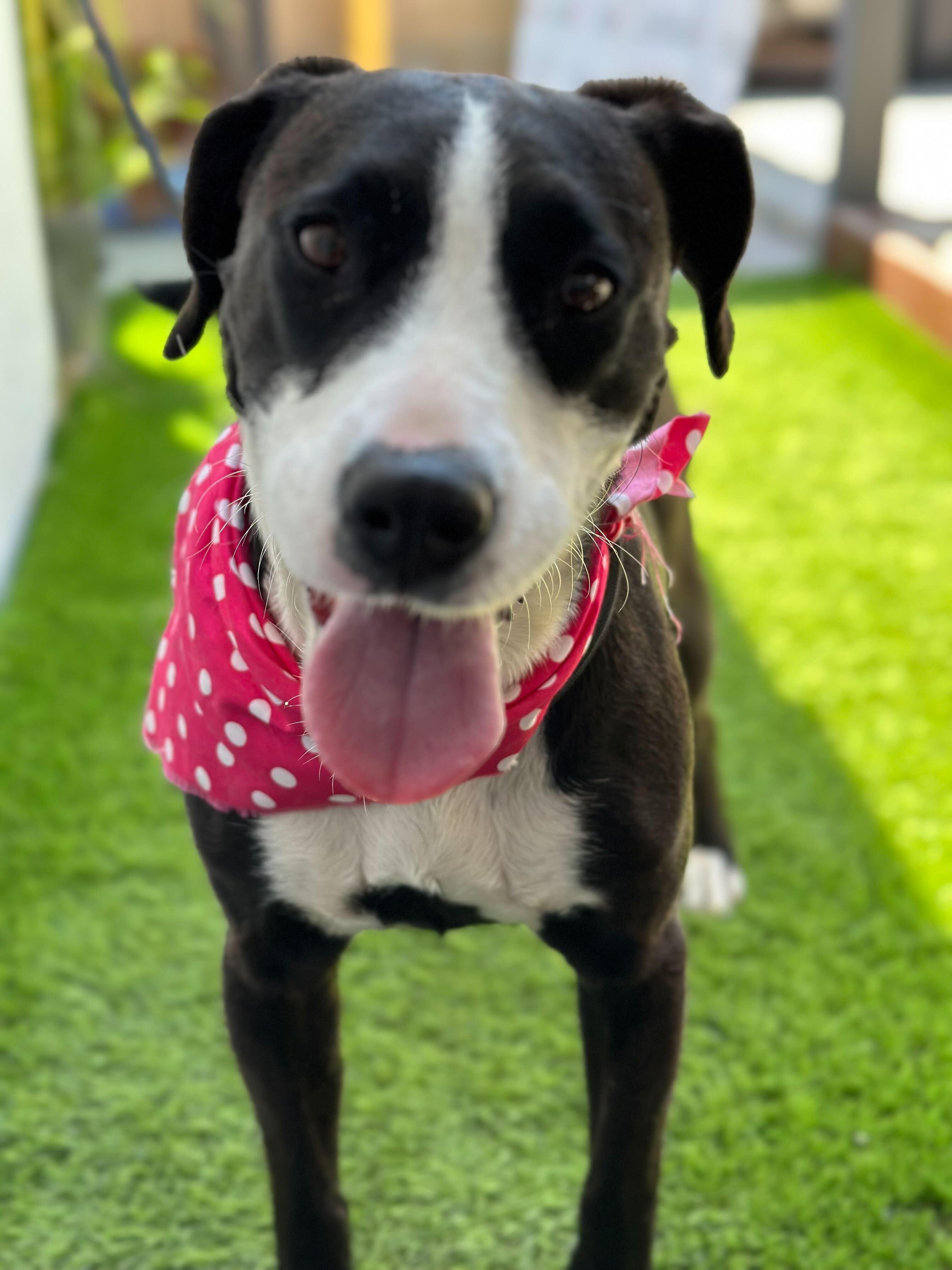 Enlarge HAVANA, a Adoptable mixed breed in San Diego, CA image 3/5