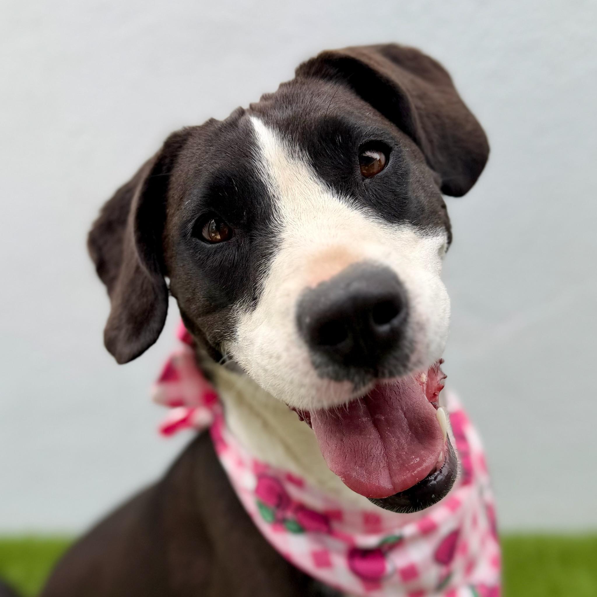 HAVANA, Adoptable, Young Female Labrador Retriever & Pit Bull Terrier.