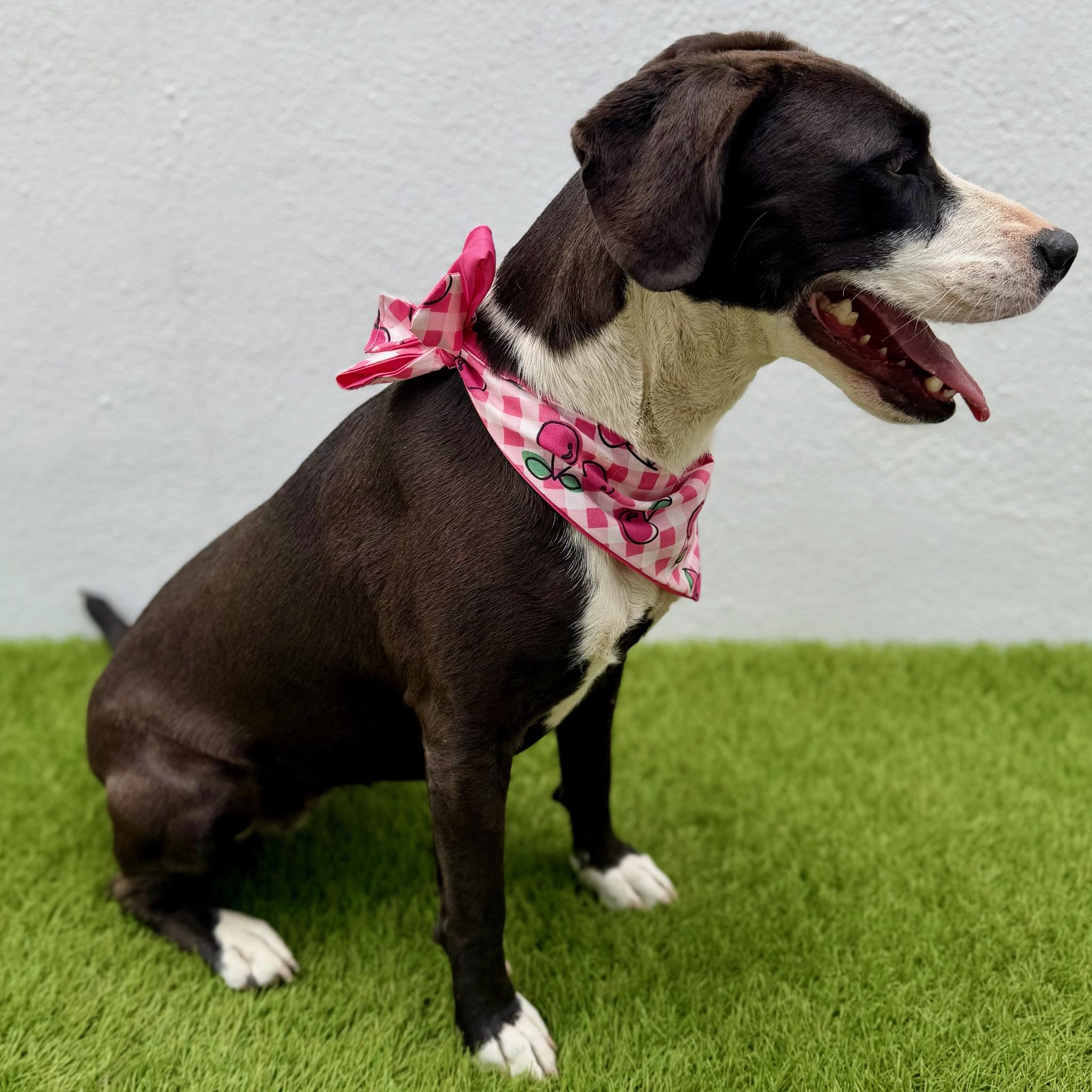 HAVANA, a Adoptable mixed breed in La Jolla, CA image 4/6