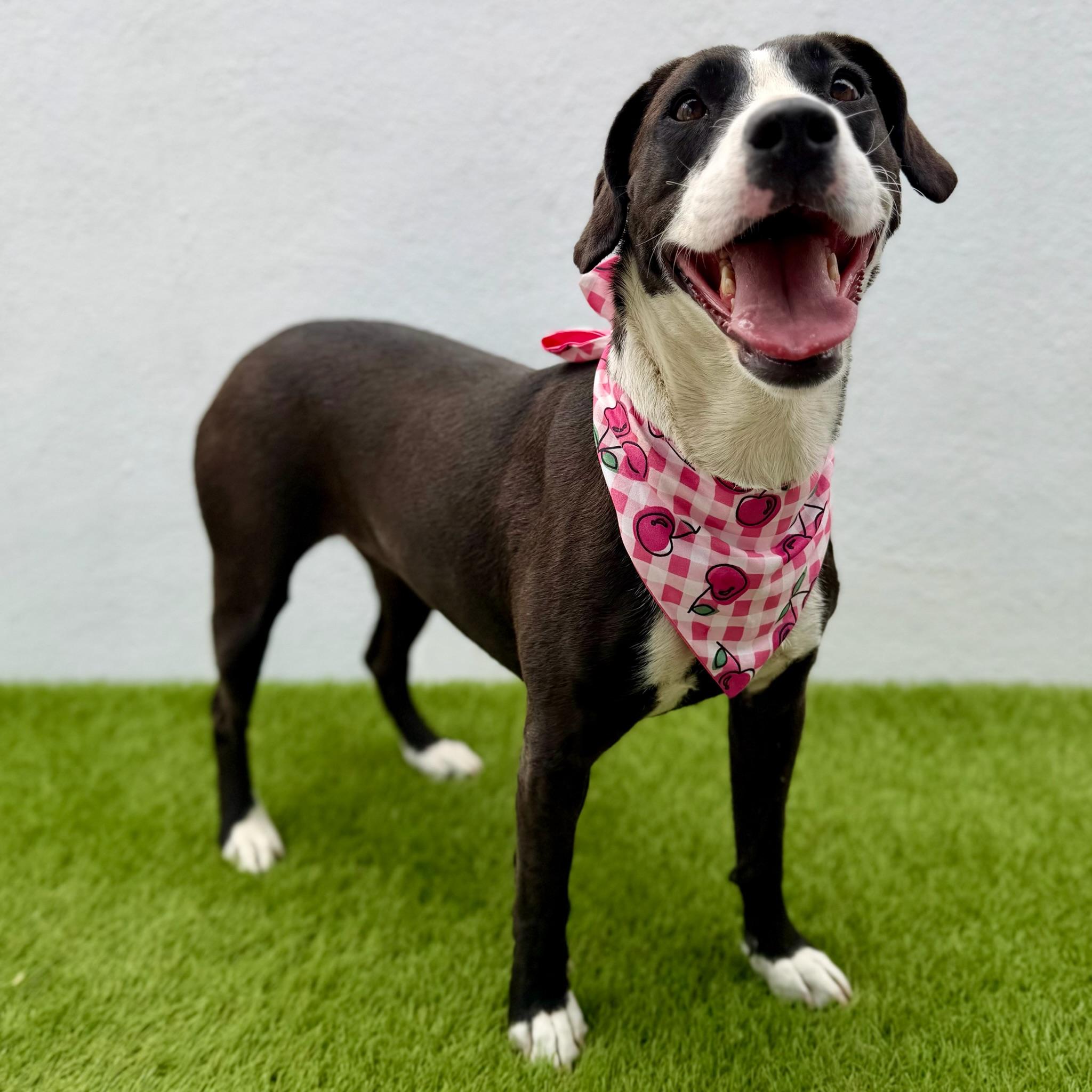 HAVANA, a Adoptable mixed breed in La Jolla, CA image 3/6