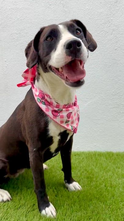 Enlarge HAVANA, a Adoptable mixed breed in La Jolla, CA video 5/6